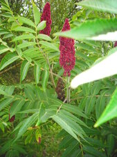  Rhus typhina (sumac).