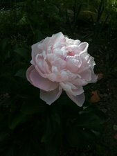 Pivoine