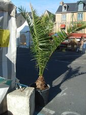 Plante courante municipale