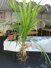 Crocosmia