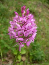 Orchidée sauvage - Orchis pyramidale