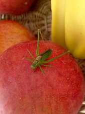 Sauterelle verte, Tettigonia viridissima
