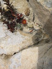 Sedum andin