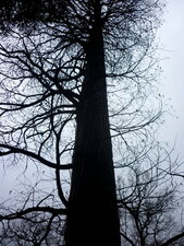 Taxodium ou "cyprès des étangs"