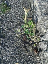 Tomate au bord d