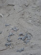 Emergence de jeunes tortues