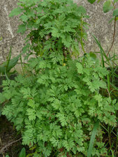 Camomille Romaine