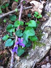 Violette