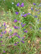 Viperine - Echium vulgare