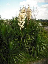 Yucca