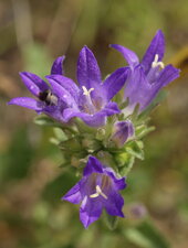 Campanula glomerata