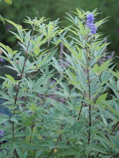 Vitex agnus-castus