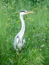 Héron cendré - Ardea cinerea