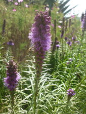 Plume du Kansas (Liatris spicata)