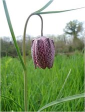 Fritillaire pintade