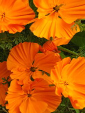 Pavot de Californie (Eschscholzia californica )