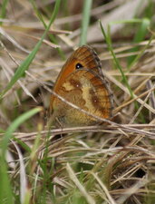 Pyronia tithonus - de côté