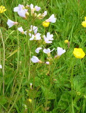 Cardamine des près
