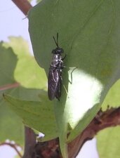 Grosse Mouche noire ?