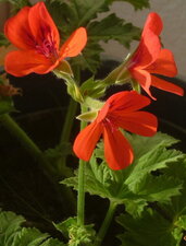 Géranium odorant "Scarlet unique"