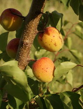 Abricots