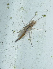  Chironome plumeux.