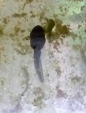 Tétard de crapaud. 1