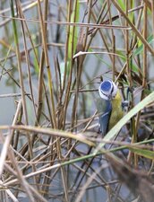 Mésange bleue