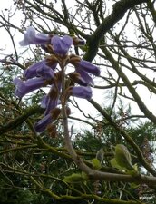 Paulownia 