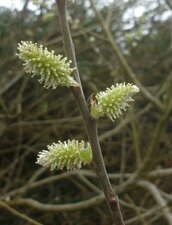 Bourgeon de saule à oreillettes (sous réserve)