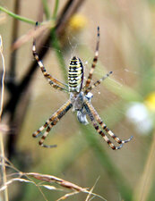 Argiope