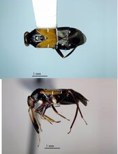 Pilophore de l