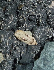 Agonopterix ocellana.