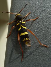 Clyte bélier. Clytus arietis