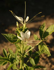 Cléome