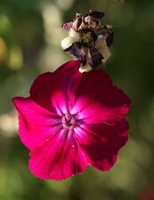 Lychnis coronaria