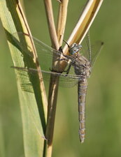 Orthetrum brunneum - femelle (âgée)
