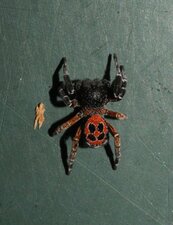 Eresus sp.