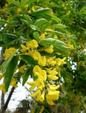 Acacia jaune (caragagnier de Sibérie)