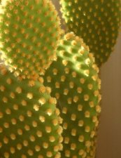 Cactus "opuntia rufida"