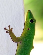 Gecko (Phelsuma sp.)