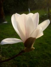 Magnolia dénudé