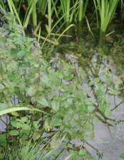 Une menthe aquatique ?