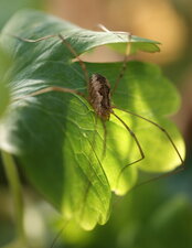 Araignée