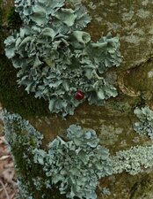 Parmelia caperata