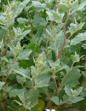 Arroche laciniée (Atriplex laciniata)