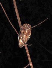 Petit-duc de Mohéli (Otus moheliensis)