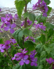 Lunaire annuelle ou monnaie du pape