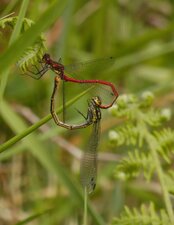 Petite nymphe au corps de feu Pyrrhosoma nymphula