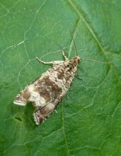 Allophyes oxyacanthae